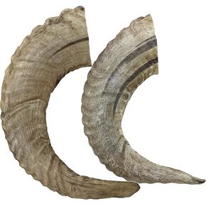 WhiteTail Naturals - Lamb Horns for Dogs (2 Pack- Small) Long Lasting Dog Chews - Grain Free Chew Bone - Natural Sheep Horn Treat - Tough Chew Toy for Medium Breeds and Teething Puppies. in Kuwait