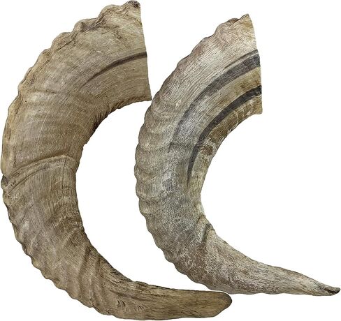 WhiteTail Naturals - Lamb Horns for Dogs (2 Pack- Small) Long Lasting Dog Chews - Grain Free Chew Bone - Natural Sheep Horn Treat - Tough Chew Toy for Medium Breeds and Teething Puppies. in Kuwait