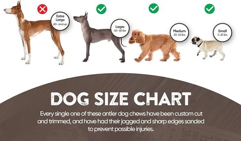 WhiteTail Naturals - Lamb Horns for Dogs (2 Pack- Small) Long Lasting Dog Chews - Grain Free Chew Bone - Natural Sheep Horn Treat - Tough Chew Toy for Medium Breeds and Teething Puppies. in Kuwait