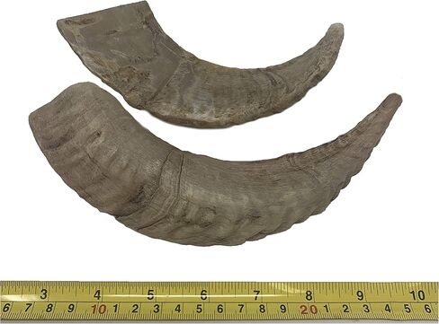 WhiteTail Naturals - Lamb Horns for Dogs (2 Pack- Small) Long Lasting Dog Chews - Grain Free Chew Bone - Natural Sheep Horn Treat - Tough Chew Toy for Medium Breeds and Teething Puppies. in Kuwait