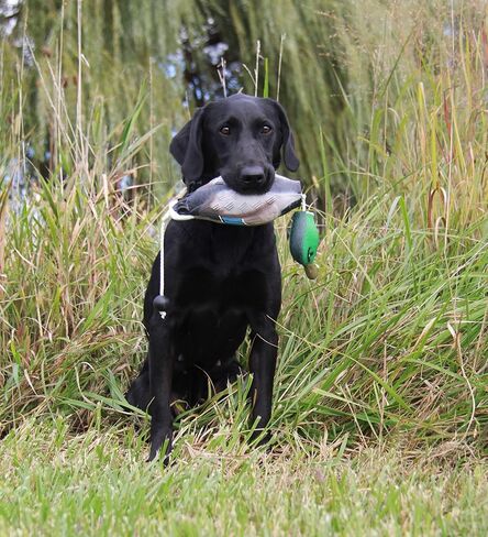 HuntEmUp Ultimate Pheasant Dog Training Scent Kit - Pheasant Scent for Dog Training Upland Dog Training Scent Kit in Saudi Arabia