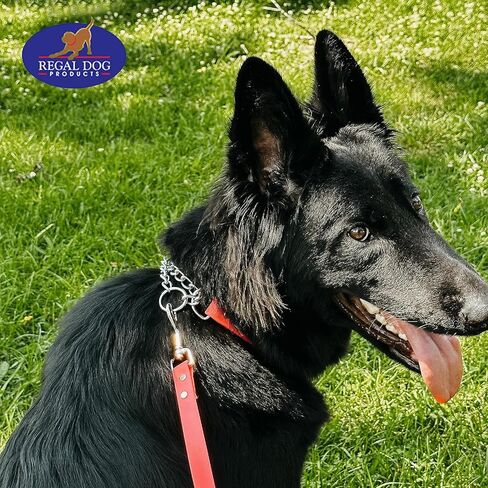 منتجات Regal Dog Products طوق مارتينجال أزرق متوسط ​​للكلاب - أطواق للكلاب مخصصة - طوق كلب منقوش مخصص مع الاسم - نايلون متين مع إبزيم آمن - متوفر بالحجم الصغير والكبير in Kuwait