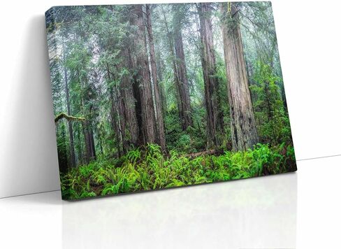Redwood Trees Forest Picture Nature Photo, Forest Bathing for Tree and Nature Lovers, Relaxing Artwork for Meditation, House Decor & Office (Metal, 8x10 inches) in Kuwait