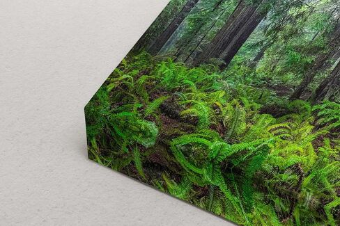 Redwood Trees Forest Picture Nature Photo, Forest Bathing for Tree and Nature Lovers, Relaxing Artwork for Meditation, House Decor & Office (Metal, 8x10 inches) in Kuwait