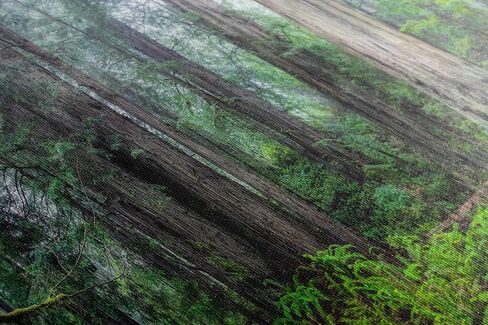 Redwood Trees Forest Picture Nature Photo, Forest Bathing for Tree and Nature Lovers, Relaxing Artwork for Meditation, House Decor & Office (Metal, 8x10 inches) in Kuwait