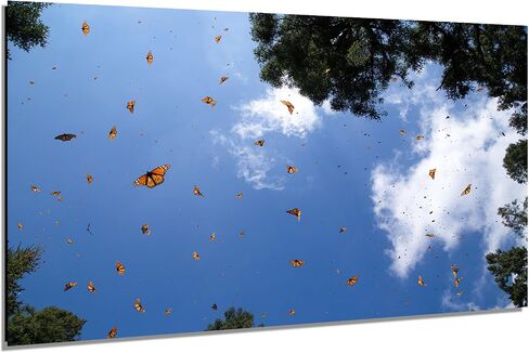 Monarch Butterfly Sanctuary Fine Art Print in Saudi Arabia