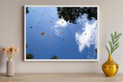 Monarch Butterfly Sanctuary Fine Art Print in Saudi Arabia