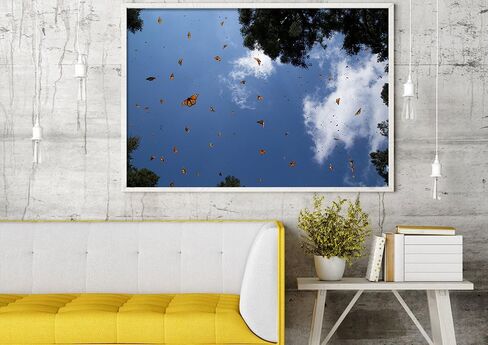 Monarch Butterfly Sanctuary Fine Art Print in Saudi Arabia