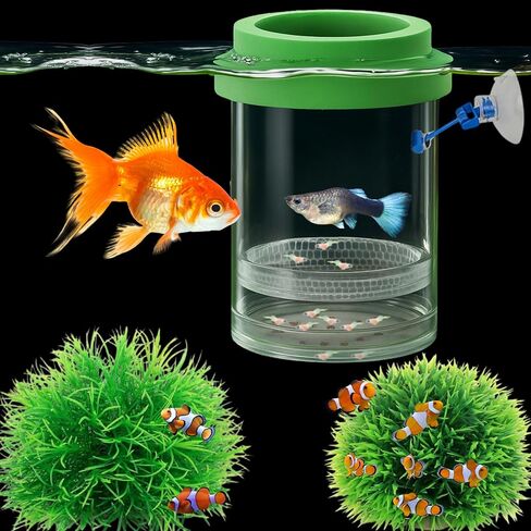 Betta Guppy Breeding Box for Fish Tank and Artificial Plants, Floating Guppy Breeding Box with Suction Cups, Acrylic Breeder Isolation Incubator for Aquarium Tank, Hatchery Breeder Chamber (Green, M) in Saudi Arabia