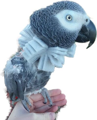 Soft Bird Neck Collar for African Grey Parrots in Saudi Arabia