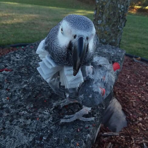 Soft Bird Neck Collar for African Grey Parrots in Saudi Arabia