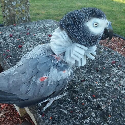 Soft Bird Neck Collar for African Grey Parrots in Saudi Arabia