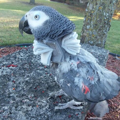 Soft Bird Neck Collar for African Grey Parrots in Saudi Arabia
