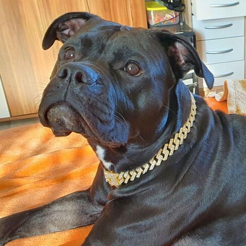 Dogs Chains Width Pet Accessories Alloy Individualistic Non-Rust with Diamond Dogs Necklace(20cm,Gold) in Saudi Arabia