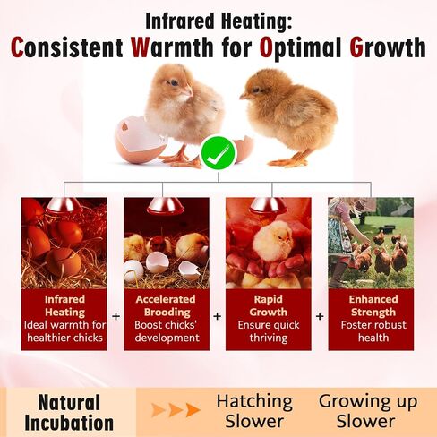 Upgraded 175W PAR38 Heat Lamp for Chickens & Reptiles - E26 Brooder Heat Lamp, The heat conversion efficiencyreaches over 90%, Halogen Heat lamps for Chicks/Pets, Red Light (30-Day Warranty) 2 Pack in Saudi Arabia