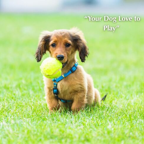 Automatic Dog Ball Launcher – 12 ETPU Balls & Bonus Collapsible Bowl, 3 Distance Settings (20ft/33ft/46ft), Smart Fetch Toy for Small & Medium Dogs, Indoor/Outdoor Use (Green) in Saudi Arabia