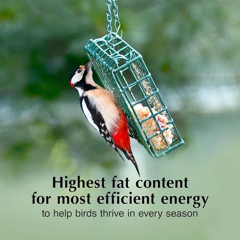 C&S Fruit n’ Nut Suet Treat, Suet Cakes for Wild Birds Including Robins, Blue Jays, Bluebirds, Tanagers, Thrushes and More, 8 Pack in Kuwait