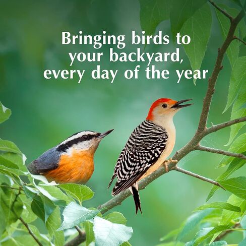 C&S Fruit n’ Nut Suet Treat, Suet Cakes for Wild Birds Including Robins, Blue Jays, Bluebirds, Tanagers, Thrushes and More, 8 Pack in Kuwait