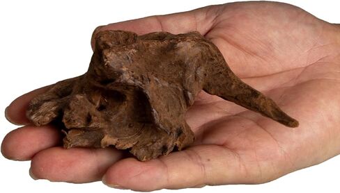 emours Small Aquarium Driftwood، 4–6"، فروع ملتوية طبيعية، منخفضة التانين، رائعة للروبيان/بيتا ونانو أكواسكابس، وأيضًا لمرابيات الزواحف (10) in Kuwait