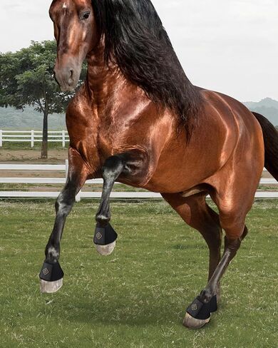Kavallerie Pro Overreach Horse Bell Boots, Neoprene Pair for Training & Trail Riding in Kuwait