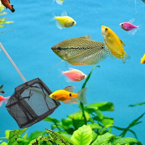 2 Pcs Small Fish Net for Fish Tank, Fishing Tank Net Small with 6-16 Inch Stainless Steel Long Handle Extendable Fine Mesh Aquarium Nets for Fishes Shrimp Pond Creek, 3In 4In in Kuwait