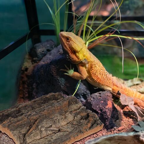 BESPORTBLE 4pcs Reptile Cork Bark Background Decor for Aquarium and Fish Tanks Natural Climbing Board for Gecko Lizard Frog Bearded Dragon Safe and Realistic Design in Saudi Arabia