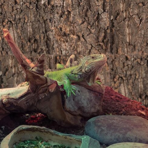 BESPORTBLE 4pcs Reptile Cork Bark Background Decor for Aquarium and Fish Tanks Natural Climbing Board for Gecko Lizard Frog Bearded Dragon Safe and Realistic Design in Saudi Arabia