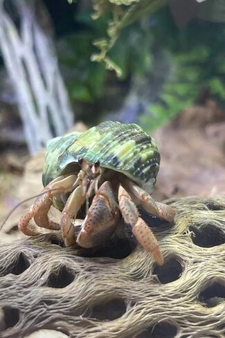 Teddy Bear Cholla Wood Shards – Natural Hermit Crab Treats & Habitat Enrichment for Reptiles, Fish, Small Pets, Birds & Aquariums (10 lb Box – Lengths up to 13") in Saudi Arabia