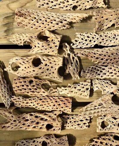 Teddy Bear Cholla Wood Shards – Natural Hermit Crab Treats & Habitat Enrichment for Reptiles, Fish, Small Pets, Birds & Aquariums (10 lb Box – Lengths up to 13") in Saudi Arabia