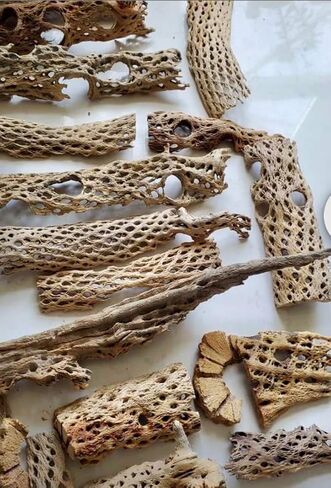 Teddy Bear Cholla Wood Shards – Natural Hermit Crab Treats & Habitat Enrichment for Reptiles, Fish, Small Pets, Birds & Aquariums (10 lb Box – Lengths up to 13") in Saudi Arabia