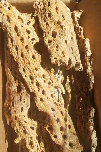 Teddy Bear Cholla Wood Shards – Natural Hermit Crab Treats & Habitat Enrichment for Reptiles, Fish, Small Pets, Birds & Aquariums (10 lb Box – Lengths up to 13") in Saudi Arabia