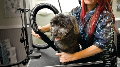 METROVAC AFTD-3V Air Force Commander Variable Speed Pet Grooming Dryer Purple | High Velocity Dog Hair Blower 4.0 HP USA in Saudi Arabia