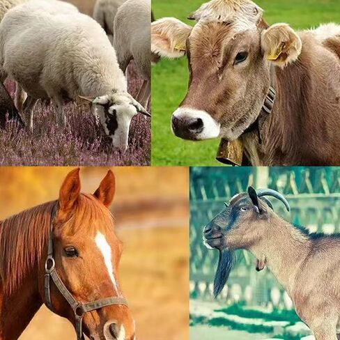 Double Sided Animal Shedding Comb with Pointed Portable Multipurpose Sturdy for Cattle Sheep Goat Hair Removal Brush, 27cmx15cmx6.5cm in Kuwait