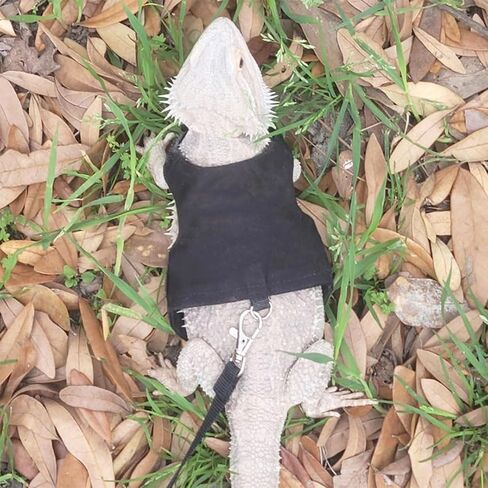 Lizards Harness Leash Set Adjust Size Cloth Reptiles Traction Lizards Traction Rope Harness with Letter Print Decoratives Pet Tractions Pet Handhold Tractions Adjust Size in Saudi Arabia