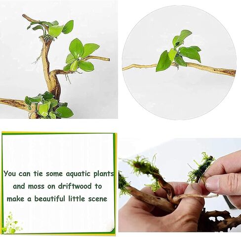 kathson حوض السمك Driftwood فروع الزواحف الخشب الطبيعي Spiderwood Driftwood لحوض السمك 5-6 "11 جهاز كمبيوتر شخصى Terrarium حلية جذع خزان الأسماك سجل الموئل الديكور شجرة جذع الديكور أحجام متنوعة الخشب in Saudi Arabia