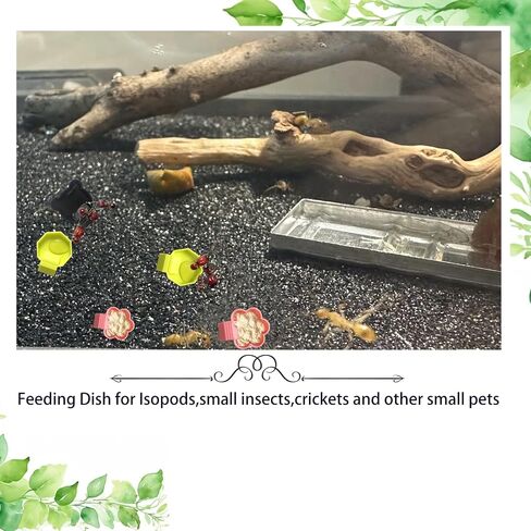 10 قطعة طبق تغذية Isopod، أوعية تغذية Isopods، صينية طعام لطبق تغذية Isopods Springtails مع منحدر in Saudi Arabia