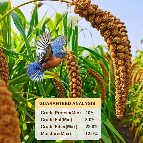 Sun-Dried Spray Millet for Birds - 0.88LBS Natural Non GMO, Healthy Millet Bird Treat, Bird Treats for Parakeets, Parrots, Cockatiels, Lovebirds, Finches & Canaries Food in Saudi Arabia