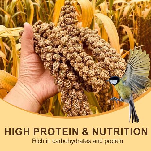 Sun-Dried Spray Millet for Birds - 0.88LBS Natural Non GMO, Healthy Millet Bird Treat, Bird Treats for Parakeets, Parrots, Cockatiels, Lovebirds, Finches & Canaries Food in Saudi Arabia