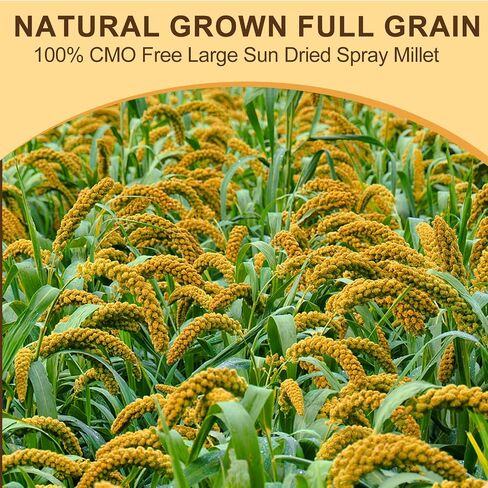 Sun-Dried Spray Millet for Birds - 0.88LBS Natural Non GMO, Healthy Millet Bird Treat, Bird Treats for Parakeets, Parrots, Cockatiels, Lovebirds, Finches & Canaries Food in Saudi Arabia