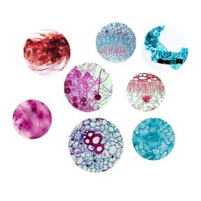 مجموعة عينات مختبر شرائح المجهر الزجاجية المُجهزة لتعليم علوم الأحياء 25 قطعة شرائح مُجهزة مع علبة خشبية مُجهزة in Kuwait