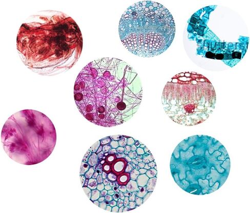 مجموعة عينات مختبر شرائح المجهر الزجاجية المُجهزة لتعليم علوم الأحياء 25 قطعة شرائح مُجهزة مع علبة خشبية مُجهزة in Kuwait