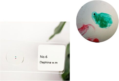 مجموعة عينات مختبر شرائح المجهر الزجاجية المُجهزة لتعليم علوم الأحياء 25 قطعة شرائح مُجهزة مع علبة خشبية مُجهزة in Kuwait