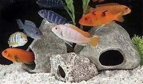 Aquarium Rock Caves- Cichlid Stone 3 Assorted Hollow Ceramic Caves in Saudi Arabia