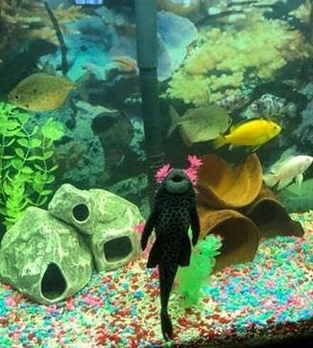 Aquarium Rock Caves- Cichlid Stone 3 Assorted Hollow Ceramic Caves in Saudi Arabia