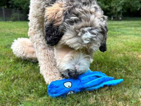 Octopus Dog Toy – Squeaky & Crinkle Plush – No Stuffing Toy for Small, Medium & Large Dogs – Interactive Pet-Safe Soft Toy for Tug, Fetch & Play – Blue– Tail Town in Saudi Arabia