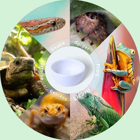 6 Pcs Spider Micro Ceramic Water Bowl, Mini Pet Dish for Spider Tarantula Scorpion Millipede Hermit Crab Tiny Reptile (1.5 oz) in Kuwait