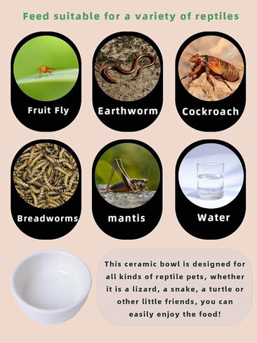 6 Pcs Spider Micro Ceramic Water Bowl, Mini Pet Dish for Spider Tarantula Scorpion Millipede Hermit Crab Tiny Reptile (1.5 oz) in Kuwait