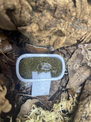 طبق تغذية Isopod 3 عبوات – مقاسات صغيرة ومتوسطة وكبيرة | مجموعة أوعية تغذية الحشرات للأيزوبودات، وذوات الذيل الربيعي، والصراصير الدوبيا، والزواحف، ومرابي الحيوانات النشطة بيولوجيًا in Saudi Arabia