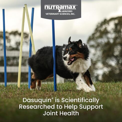 Nutramax Dasuquin MSM Joint Supplement for Large Dogs, Soft Chews, 150ct in Saudi Arabia