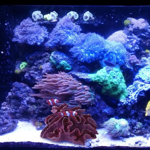 زخارف مرجانية صناعية أرجوانية ساحلية لحوض السمك ديكور واقعي لحوض الأسماك ونباتات بحرية تحت عنوان هدايا لغرفة المعيشة والحمام والشاطئ الساحلي in Kuwait